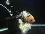 Live WYSIWYG Show Quality Jumbo Fancy Goldfish Milk Cow Ranchu Calico 5+" R1