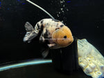 Live WYSIWYG Show Quality Jumbo Fancy Goldfish Milk Cow Ranchu Calico 5+" R1