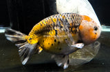 Live WYSIWYG Show Quality Jumbo Fancy Goldfish Calico Kirin Ranchu 4.5+" R2