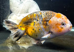 Live WYSIWYG Show Quality Jumbo Fancy Goldfish Calico Kirin Ranchu 4.5+" R2