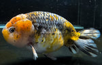 Live WYSIWYG Show Quality Jumbo Fancy Goldfish Calico Kirin Ranchu 4.5+" R2