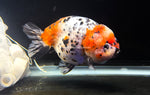 Live WYSIWYG Show Quality Jumbo Fancy Goldfish Calico Ranchu 4.5+" R3