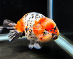 Live WYSIWYG Show Quality Jumbo Fancy Goldfish Calico Ranchu 4.5+" R3