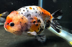 Live WYSIWYG Show Quality Jumbo Fancy Goldfish Calico Ranchu 4.5+" R3