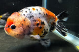 Live WYSIWYG Show Quality Jumbo Fancy Goldfish Calico Ranchu 4.5+" R3