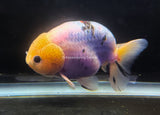 Live WYSIWYG Show Quality Jumbo Fancy Goldfish Milk Cow Ranchu Calico 4+" R4