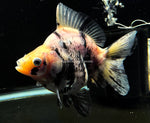 Live WYSIWYG Fancy Goldfish Jumbo 3"-4" Milk Cow Short Tail Ryukin GR1