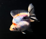 Live WYSIWYG Fancy Goldfish Jumbo 4"-4.5" Tri-Color Short Tail Ryukin GR2