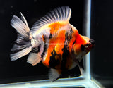 Live WYSIWYG Fancy Goldfish Jumbo 4"-4.5" Tri-Color Short Tail Ryukin GR2