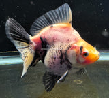 Live WYSIWYG Fancy Goldfish Jumbo 3"-4" Milk Cow Short Tail Ryukin GR1