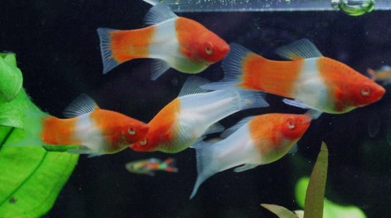 Kohaku Swordtail – Aquascaping Canvas